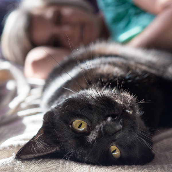 Photo of a black cat with person in background